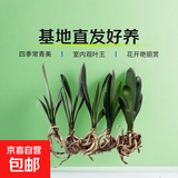 特价大盆君子兰盆栽名贵国宝级花卉苗绿植物圆头和尚室内四季好养 01：【主推款】君子兰7-9片叶子+带土 送肥料【不含盆】