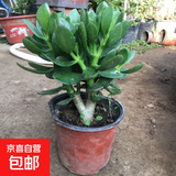 迩英阁大叶玉树老桩盆栽多肉植物燕子掌室内防辐射四季好养绿植净 玉树5年苗一颗（推荐购买 原土（不含盆）15-25CM不等