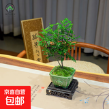 【清香木盆景】飘枝老桩花卉好养绿植盆栽茶桌高档年货带花盆底座 兽面盆清香木高约15+底座