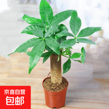 发财树盆栽大植物室内办公室桌面客厅小盆景招财树苗绿植花卉盆栽 小单杆发财树 3-5cm【原盆】 【送肥料】