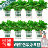 绿萝盆栽室内客厅绿植花卉 家用净化空气绿箩植物吸除甲醛吊兰 高20CM【加仑吸水】8盆+喷壶+5肥