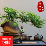 【清香木盆景】飘枝老桩花卉好养绿植盆栽茶桌高档年货带花盆底座 酒壶盆清香木15-20+底座+小沙弥