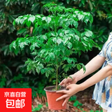 幸福树平安树绿植花卉小盆栽室内客厅办公室四季常青植物净化空气 精品：大幸福树独杆40-60高