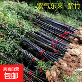 竹子苗庭院室内外观赏盆栽黄金竹青竹紫竹苗毛青竹苗金镶玉竹子苗 紫竹【带土包活】 1厘米粗10颗【1.5米高】