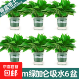 绿萝盆栽室内客厅绿植花卉 家用净化空气绿箩植物吸除甲醛吊兰 高20CM【加仑双层吸水】6盆+5肥
