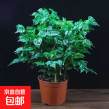 幸福树平安树绿植花卉小盆栽室内客厅办公室四季常青植物净化空气 5A幸福平安树一盆多颗原盆+肥料