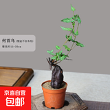 何首乌盆栽盆景老桩植物根球盆景爬藤植物中草药植物盆栽盆景 80#何首乌（5年根球）20-30cm高