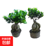 金钱榕树盆景老桩小叶榕苗木造型盆栽人参榕室内绿植提根绿植矮莊 【买一送一】中富贵榕高25cm左右