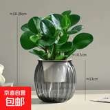 圆叶吸毒王碧玉公主豆瓣绿年宵花摆件植物桌面四季常青花净化空气 碧玉+灰色南瓜塑料蓄水盆【送营养土+肥】