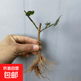 茉莉花苗盆栽带花苞九里香老桩驱蚊花卉植物室内浓香四季开花好养 无花苞一颗小苗不包成活  不含盆