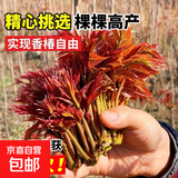 正宗红油香椿树苗可食用香春芽树苗阳台可种香春香椿芽新鲜包活 红油香椿 精品8苗一颗【2.2cm粗】