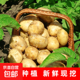 京喜加新鲜黄心土豆农家自种黄皮马铃薯黄心洋芋新鲜蔬菜 1斤