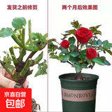 玫瑰老桩花苗室内外盆栽地栽阳台四季开花好养易活花卉月季苗秧 混色系【10颗】