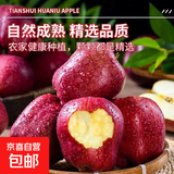 2025年现摘现发甘肃天水花牛苹果新鲜红蛇果粉面生鲜脆甜多汁A14 带箱9斤  果径75mm以上