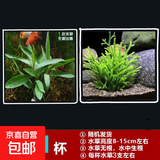 鱼缸懒人水草植物淡水有茎草缸造景水族箱中后景沉木水草套餐 随机一杯 （水草无根发货）