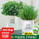 柠檬薄荷盆栽可食用迷迭香薄荷叶苗驱蚊草水培好养花卉室内绿植物 中盆薄荷+中盆迷迭(早安盆)+2营养液 含盆