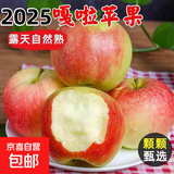 2025年新果嘎啦苹果脆甜多汁新鲜采摘山野 带箱五斤