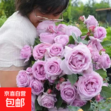 【果汁阳台月季】大苗玫瑰花苗盆栽大花欧月浓香阳台庭院带花苞 蓝色风暴【带花苞】 大苗【开花爆满】