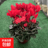 仙客来盆栽带花特大号兔子花卉植物室内重瓣蝴蝶兰四季开花好养苗 【精品原盆】大花鸿运当头 仙客来（开花爆满）