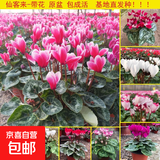 仙客来盆栽带花特大号兔子花卉植物室内重瓣蝴蝶兰四季开花好养苗 【5盆特惠】随机不同品种 仙客来5盆