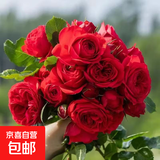 【果汁阳台月季】大苗玫瑰花苗盆栽大花欧月浓香阳台庭院带花苞 红苹果【带花苞】 大苗【开花爆满】