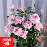 【果汁阳台月季】大苗玫瑰花苗盆栽大花欧月浓香阳台庭院带花苞 瑞典女王【带花苞】 大苗【开花爆满】