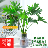 龙鳞春羽水培植物天堂鸟客厅绿萝盆栽花卉富贵竹龟背竹好养的绿植 精品春羽40-50cm【3棵】送营养液