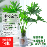 龙鳞春羽水培植物天堂鸟客厅绿萝盆栽花卉富贵竹龟背竹好养的绿植 精品春羽40-50cm【1棵】送营养液