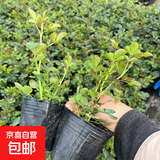 月季花苗四季开花大花浓香型灌木月季苗庭院阳台盆栽地栽玫瑰花苗 扦插小苗15-25cm高发货实拍图 扦插小苗15-25cm高 1棵