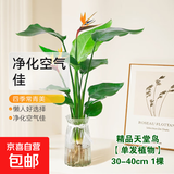 龙鳞春羽水培植物天堂鸟客厅绿萝盆栽花卉富贵竹龟背竹好养的绿植 精品天堂鸟30-40cm【1棵】送营养液