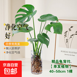 龙鳞春羽水培植物天堂鸟客厅绿萝盆栽花卉富贵竹龟背竹好养的绿植 精品龟背竹40-50cm【1棵】送营养液