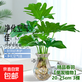 龙鳞春羽水培植物天堂鸟客厅绿萝盆栽花卉富贵竹龟背竹好养的绿植 精品春羽20-25cm【3棵】送营养液
