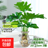 龙鳞春羽水培植物天堂鸟客厅绿萝盆栽花卉富贵竹龟背竹好养的绿植 精品春羽20-25cm【2棵】送营养液