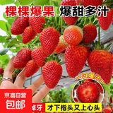 【亏本冲量】奶油草莓苗盆栽带盆带土桃熏食用红颜四季结果 奶油草莓1棵