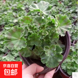 竹芋类盆栽花卉好养耐热粉公主植物自动吸水盆懒人绿植花卉 天竺葵冠幅约10CM高约10CM 原盆原土/盆径7*7cm送肥料