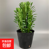 龙骨植物盆栽办公室外客厅仙人掌吸甲醛四季好养植物绿植巴西龙骨 青龙骨多头【25-35cm】高 不含盆