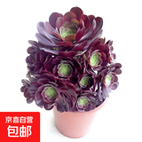高级精品老桩黑武士法师多肉植物大颗好养室内花卉盆栽绿植 10-12大手捧约15-20cm 不含盆
