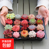【亏本冲量】多肉植物盆栽新手套餐迷你绿植 2颗不同品种多肉