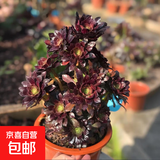 高级精品老桩黑武士法师多肉植物大颗好养室内花卉盆栽绿植 15-18头手捧20-30cm 不含盆