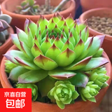 观音莲多肉植物办公室内大颗好养盆栽大棵室内多肉老桩阳台盆景 观音莲5-8头 原盆土发货 不含盆