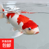 锦鲤鱼活体观赏鱼活鱼小型易养冷水淡水鱼小鱼苗锦鲤金鱼好看锦鲤 红白6-8cm 3条