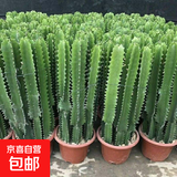 龙骨植物盆栽办公室外客厅仙人掌吸甲醛四季好养植物绿植巴西龙骨 【40--50cm】高一颗 不含盆