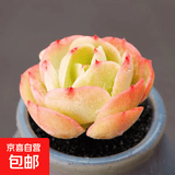 【亏本冲量】多肉植物盆栽新手套餐迷你绿植 鸡蛋碧桃1棵