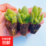 【招财进宝多肉】钱串吸财树桃蛋吹雪之松锦精选系列好养基地直发 熊童子3颗