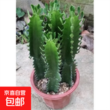 龙骨植物盆栽办公室外客厅仙人掌吸甲醛四季好养植物绿植巴西龙骨 【25-30cm】高一颗 不含盆