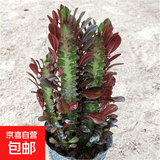 龙骨植物盆栽办公室外客厅仙人掌吸甲醛四季好养植物绿植巴西龙骨 紫龙骨多头【25-35cm】高 不含盆