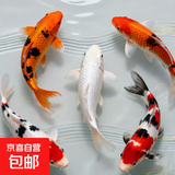 锦鲤鱼活体观赏鱼活鱼小型易养冷水淡水鱼小鱼苗锦鲤金鱼好看锦鲤 10-12cm 五彩锦鲤混搭5条