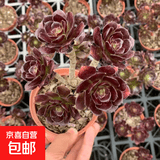 高级精品老桩黑武士法师多肉植物大颗好养室内花卉盆栽绿植 15-20cm高5-7头手捧 不含盆