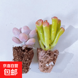 【招财进宝多肉】钱串吸财树桃蛋吹雪之松锦精选系列好养基地直发 桃蛋+吸财树