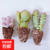【招财进宝多肉】钱串吸财树桃蛋吹雪之松锦精选系列好养基地直发 桃蛋+钱串+熊童子